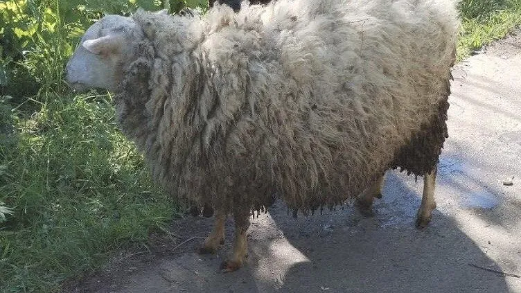 Фото: ГКУ МО «Мособлпожспас»