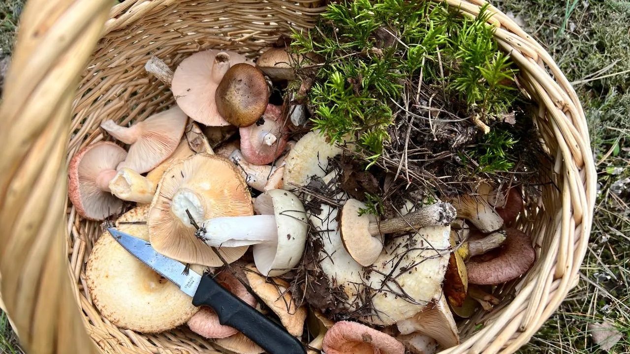 Фото: REGIONS/Елена Фурман