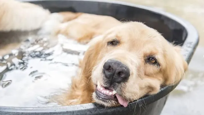 Фото: пресс-служба Минсельхозпрода МО