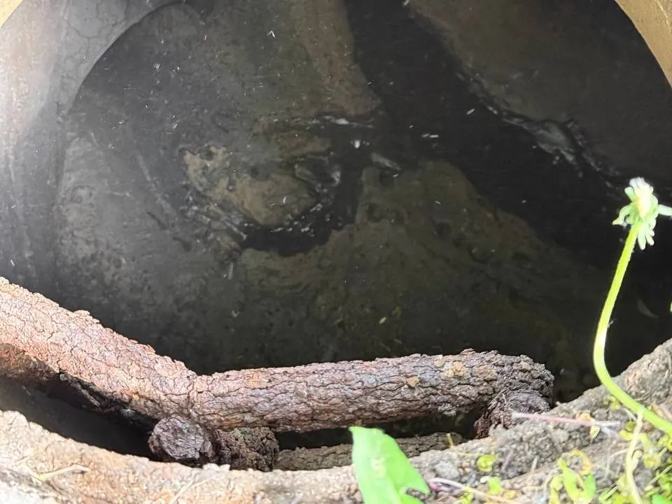 Фото: управление экологии городского округа Мытищи