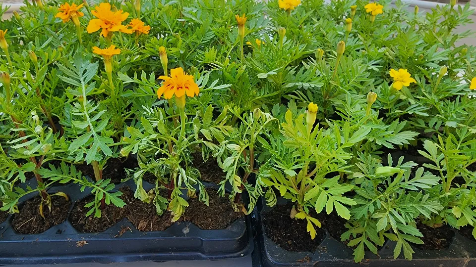 Фото: МедиаБанк Подмосковья/Хавива Фонина