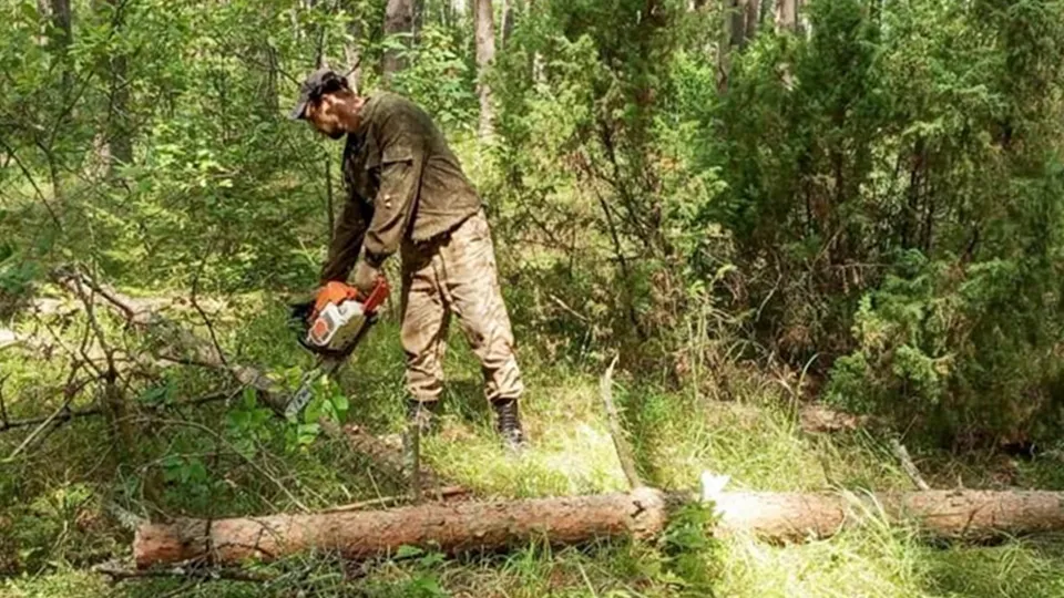 Фото: Комитет лесного хозяйства Московской области