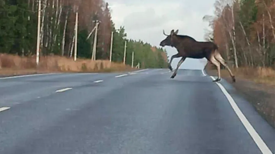 Фото: Комитет лесного хозяйства Московской области