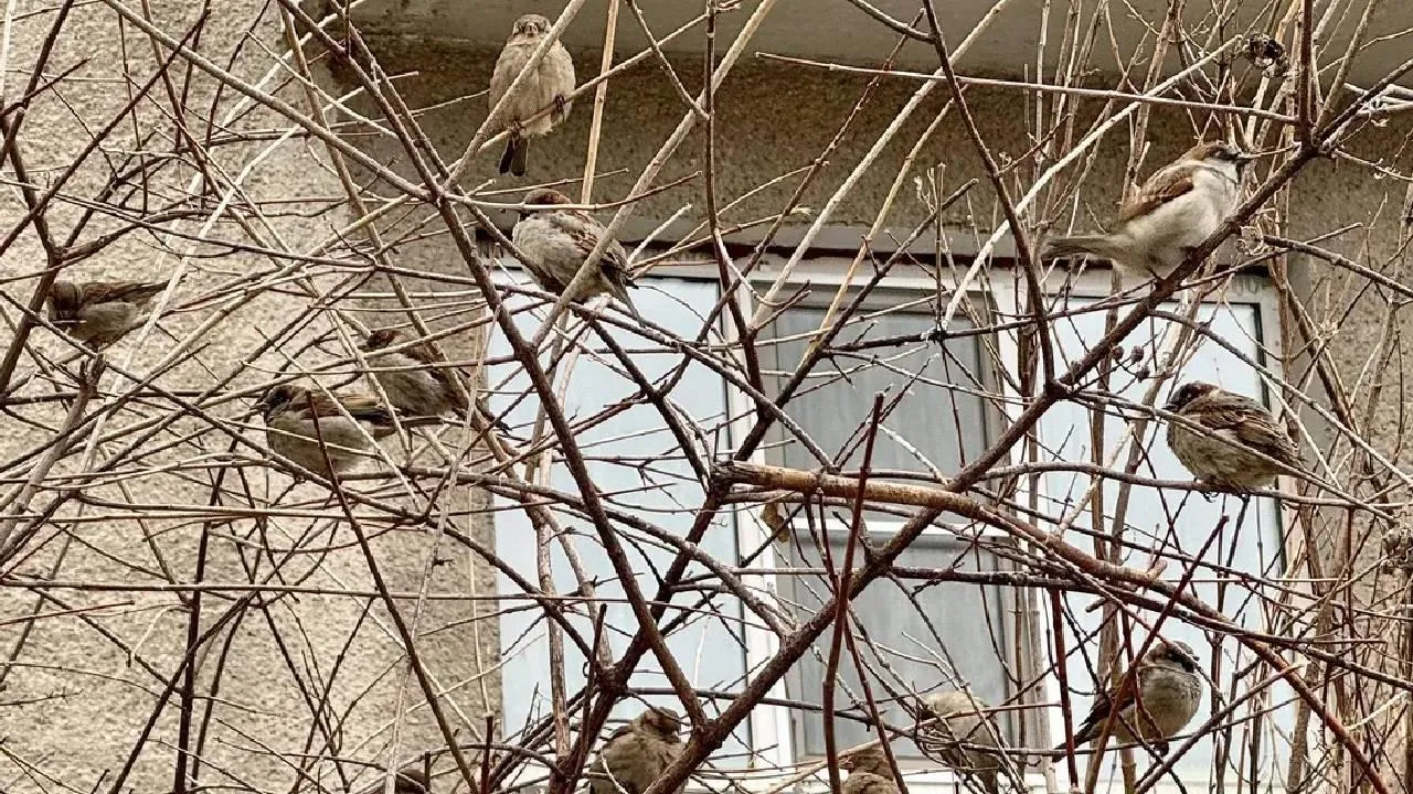 Воробьи Подмосковья под присмотром: третьеклассница из Ногинска стала частью всероссийской переписи птиц