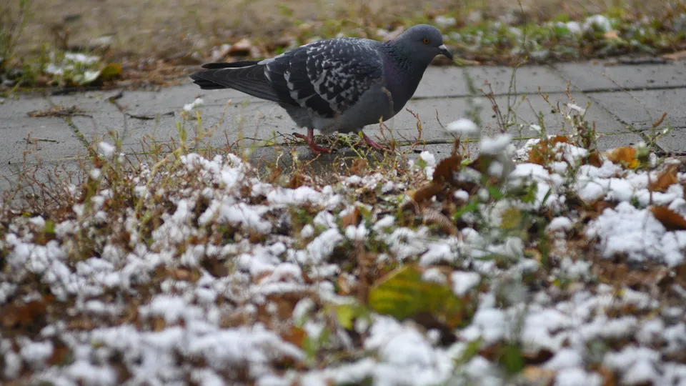 Фото: медиасток.рф