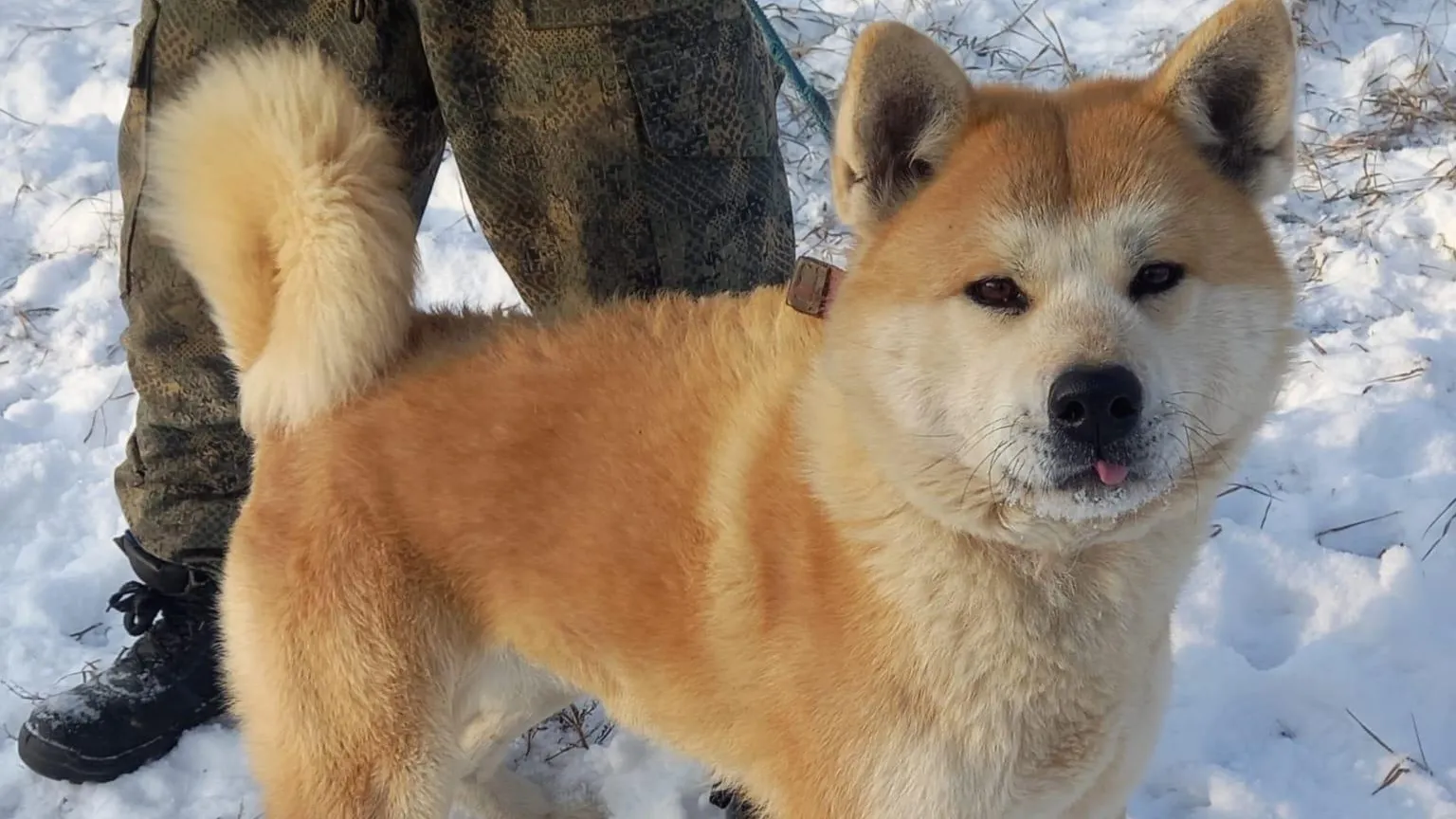 Фото: Породная группа помощи АКИТА ИНУ / ВКонтакте
