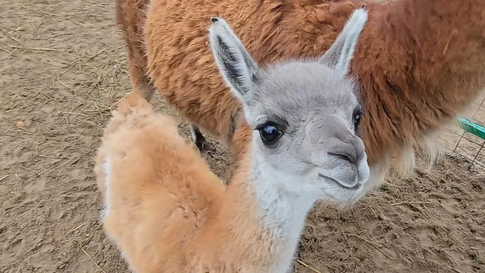 Фото: МедиаБанк Подмосковья/Марина Анисимова