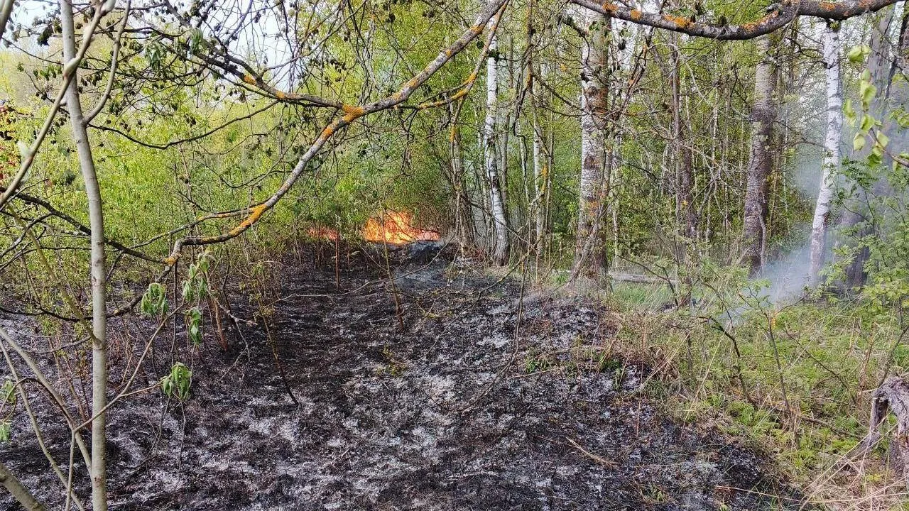 В Подмосковье за сутки ликвидировали два лесных пожара