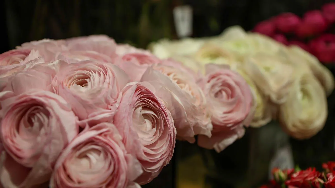 REGIONS/Роман Малышенко