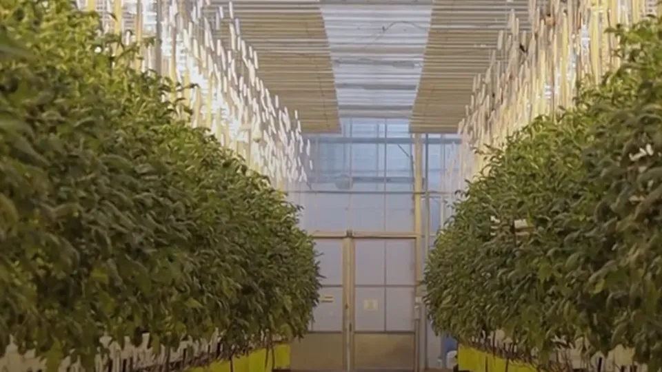 Фото: пресс-служба городского округа Кашира