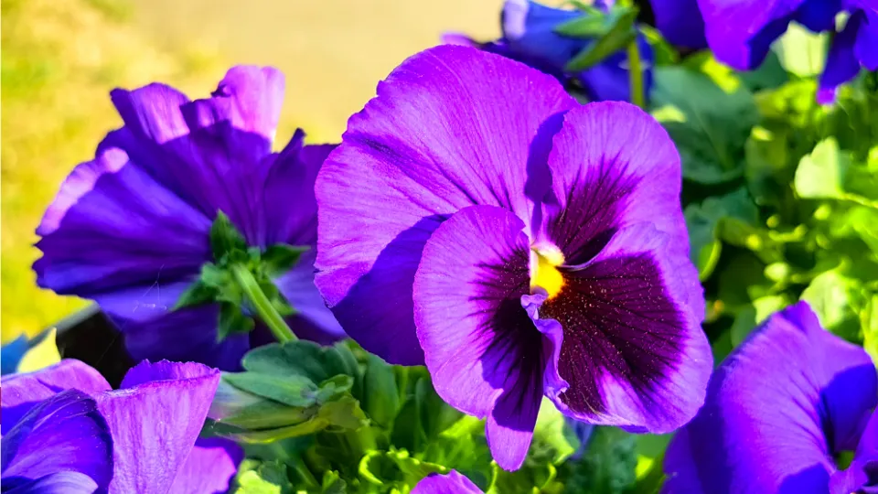 Фото: МедиаБанк Подмосковья/Елена Катасонова