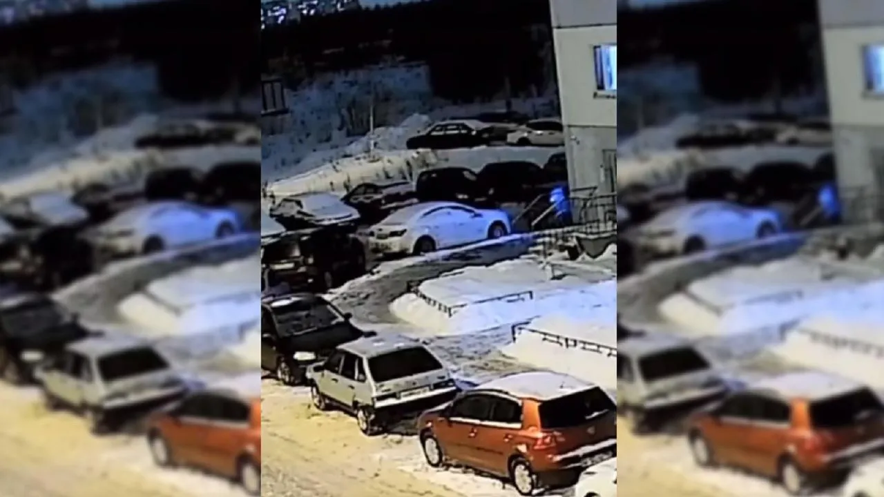 В Подмосковье ищут живодера, который выбросил трех кошек из окна многоэтажки
