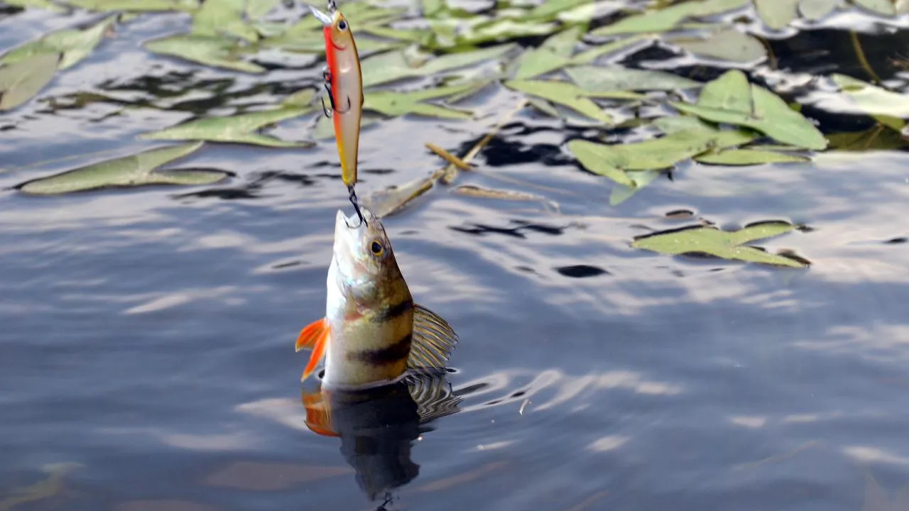 медиасток.рф