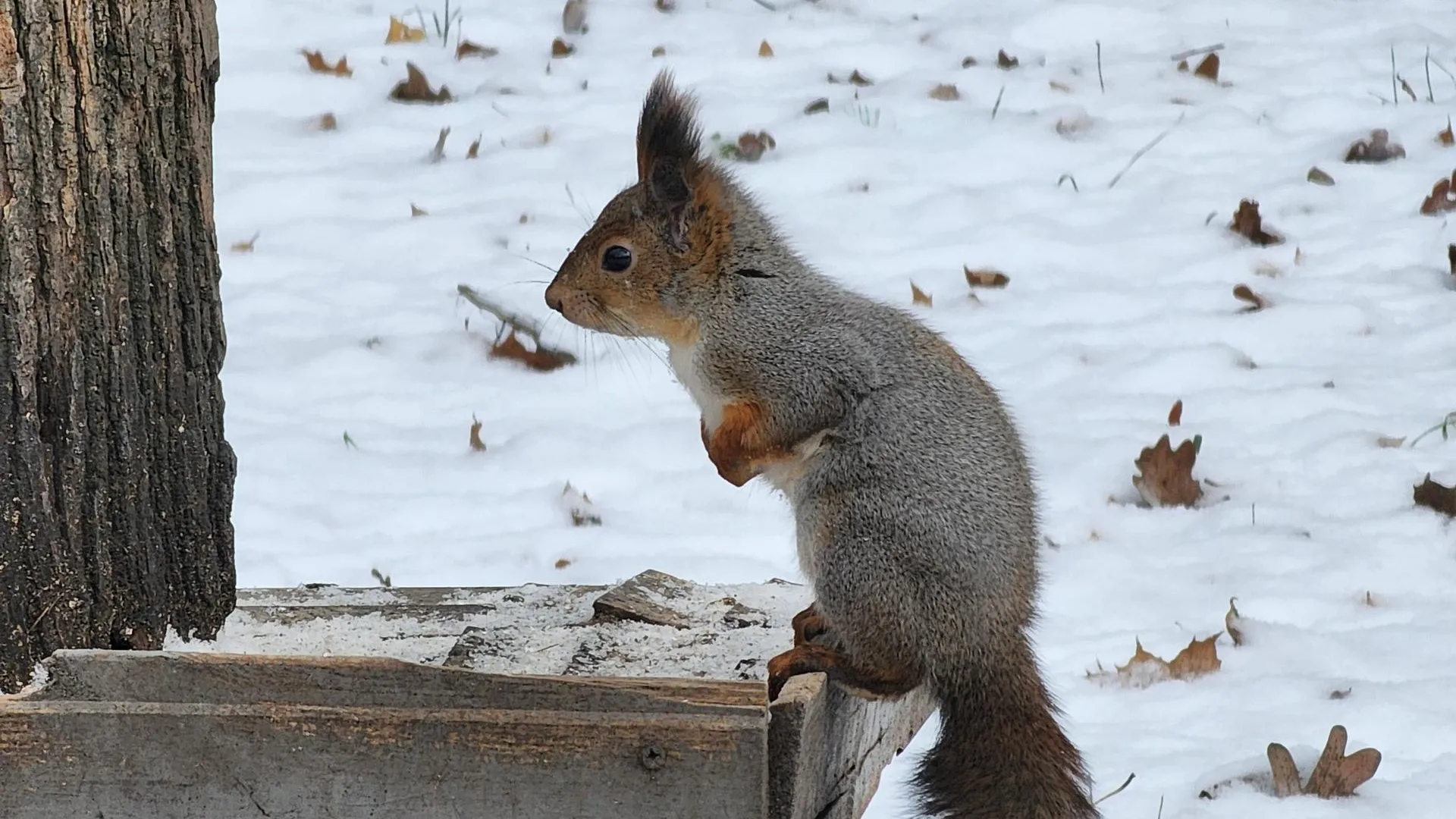 Ксения Пашуто
