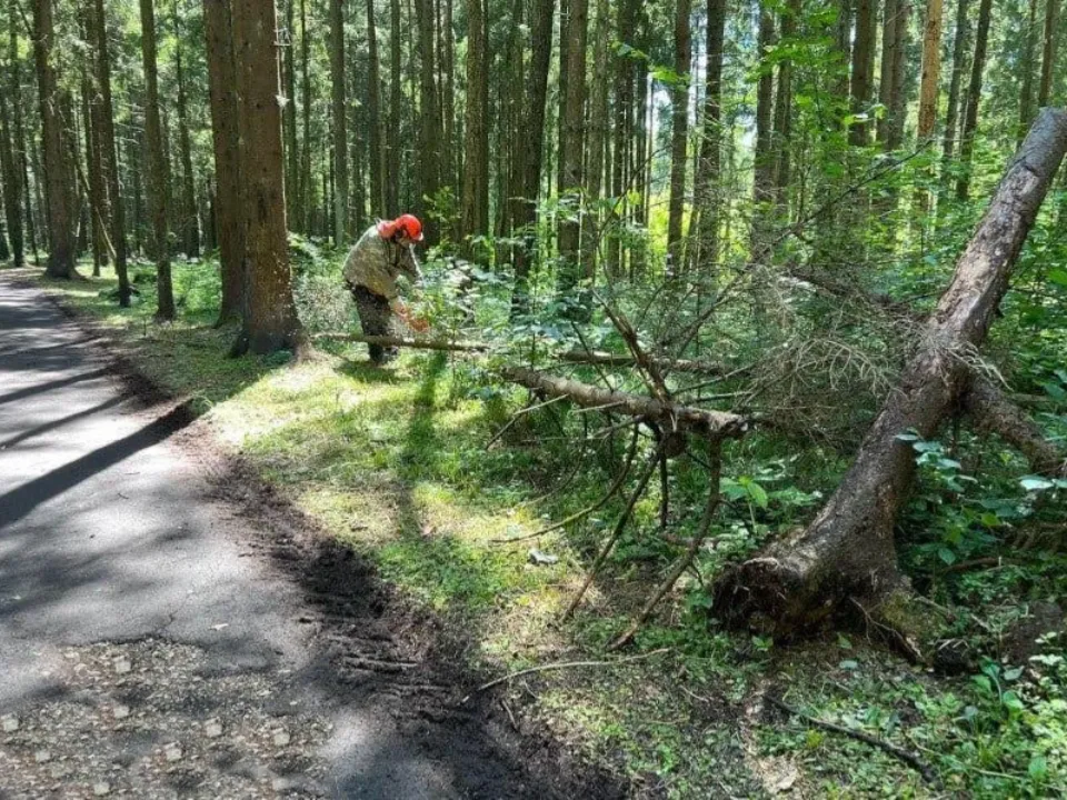 Фото: Комитет лесного хозяйства Московской области