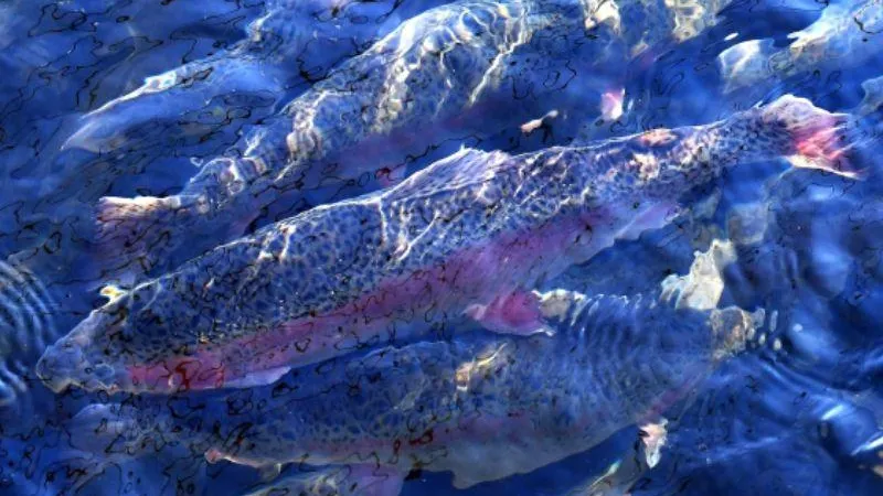Экспорт рыбы и морепродуктов увеличился в Подмосковье