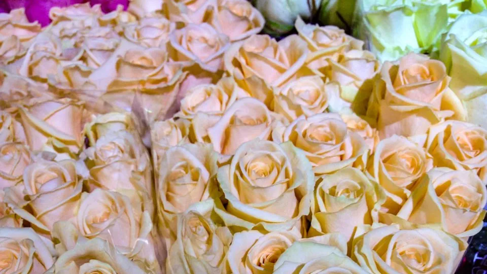 Фото: REGIONS/Роман Малышенко