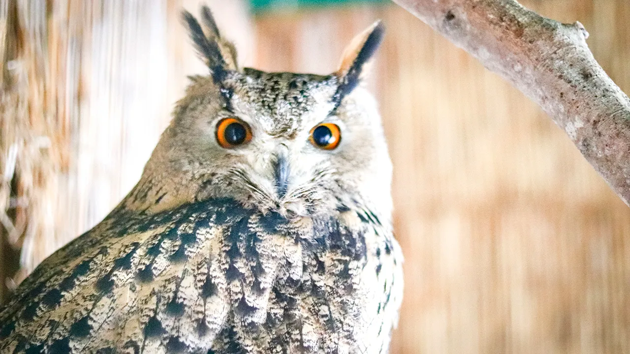 МедиаБанк Подмосковья/Данила Кирьянов