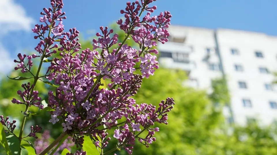 Фото: пресс-служба администрации г.о. Химки