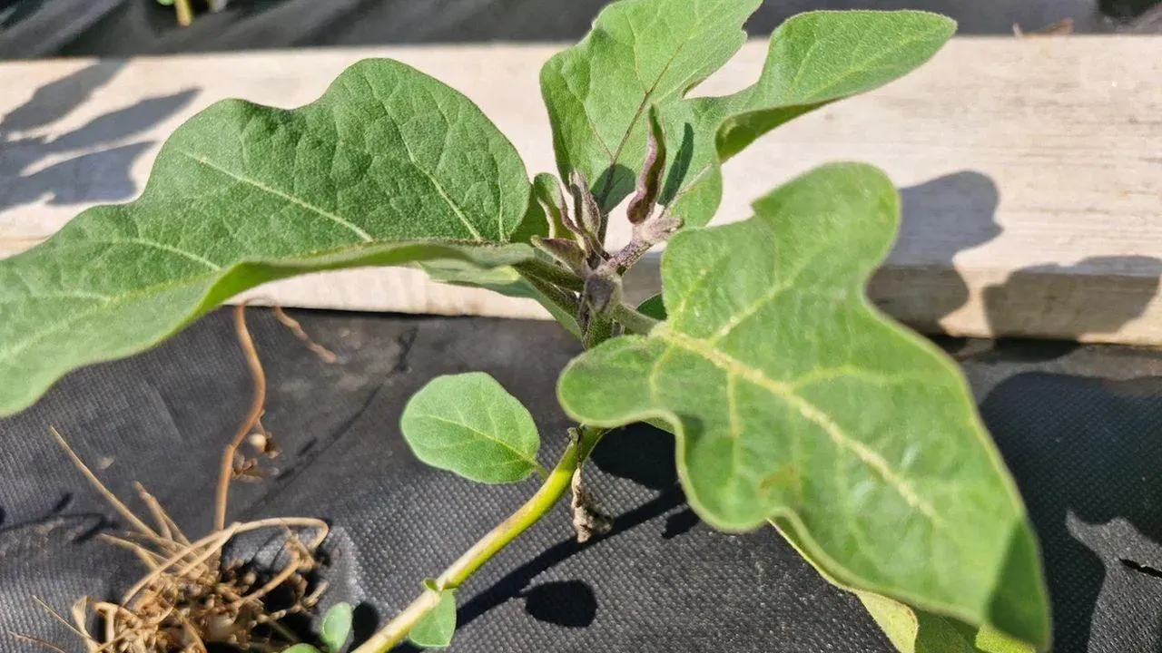 REGIONS/Наталья Надточая