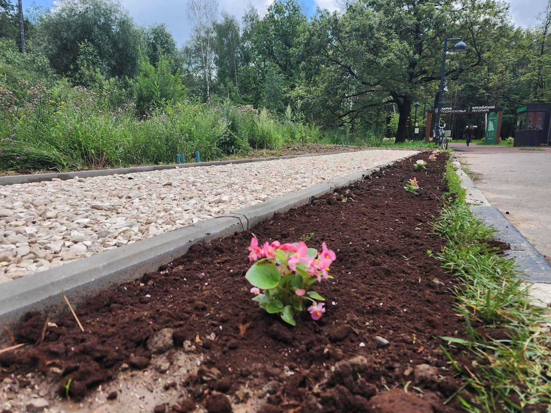 Вдоль новой пешеходной дорожки высадили бегонии и посеяли газонную траву.&nbsp;Фото: Наталья Дорошева