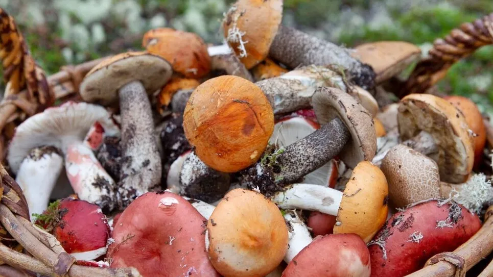 Фото: freepik.com