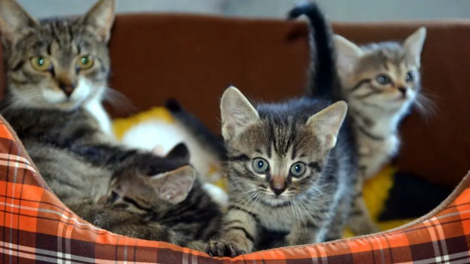 Фото: pxhere.com