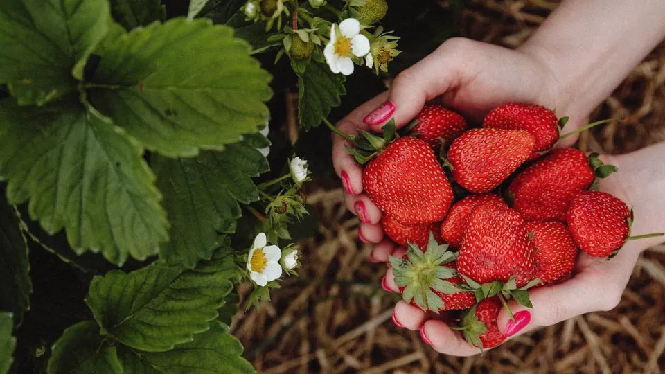 Фото: Анастасия Лапшина