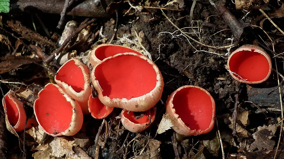 Фото: сommons.wikimedia/Epegeiro