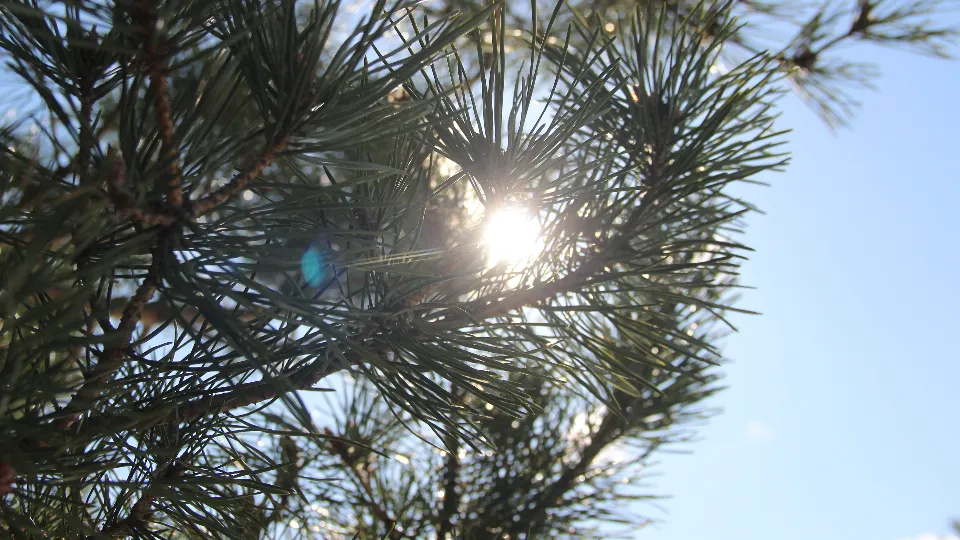 Фото: REGIONS/Василий Тремасов