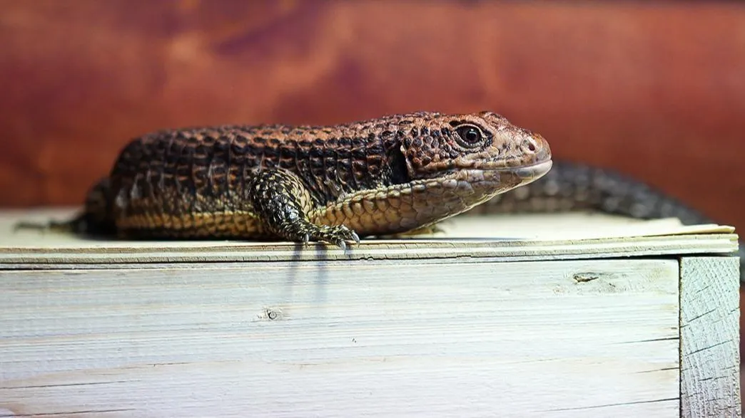пресс-служба Департамента культуры города Москвы