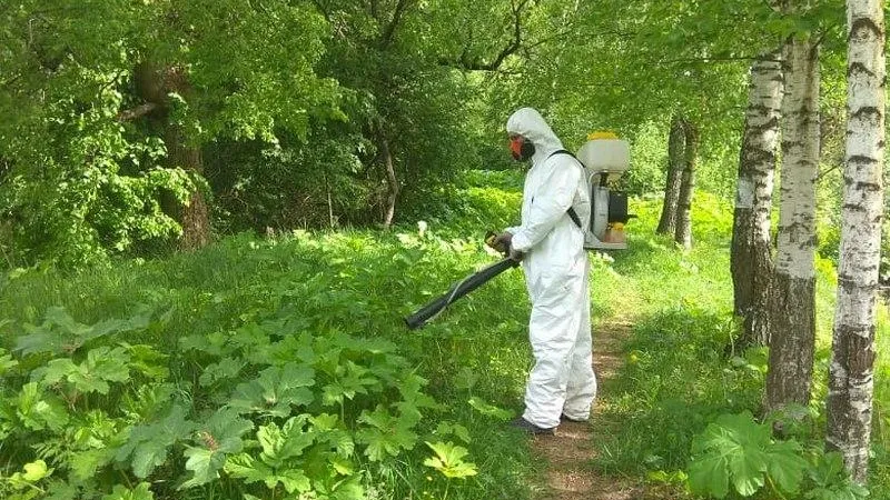 Триста пятьдесят миллионов потратят в Подмосковье на борьбу с борщевиком