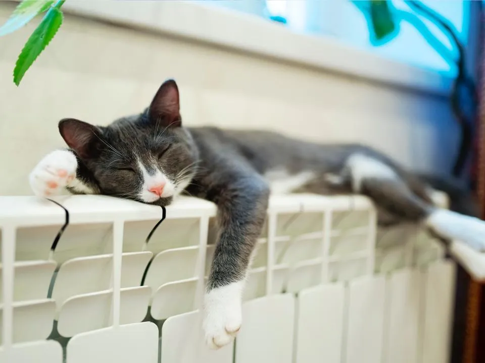 Фото: istockphoto.com/avtk