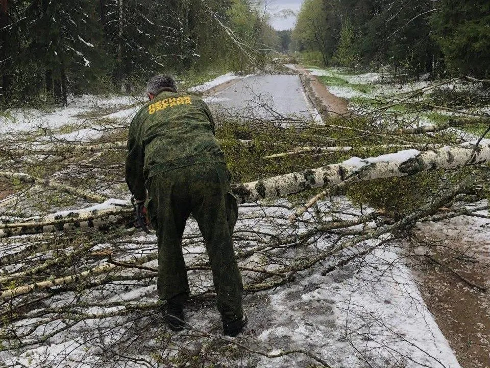 Фото: Комитет лесного хозяйства МО