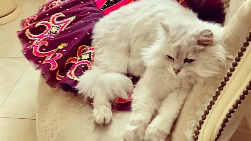 Коты Волочковой писают на ее балетные пачки