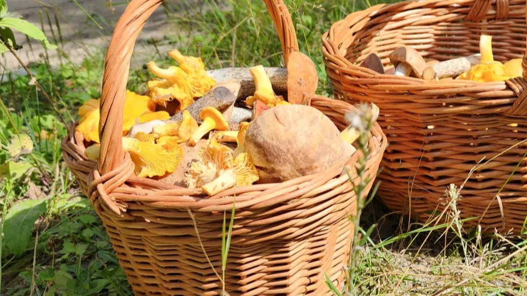 Фото: МедиаБанк Подмосковья/Анастасия Хренкова