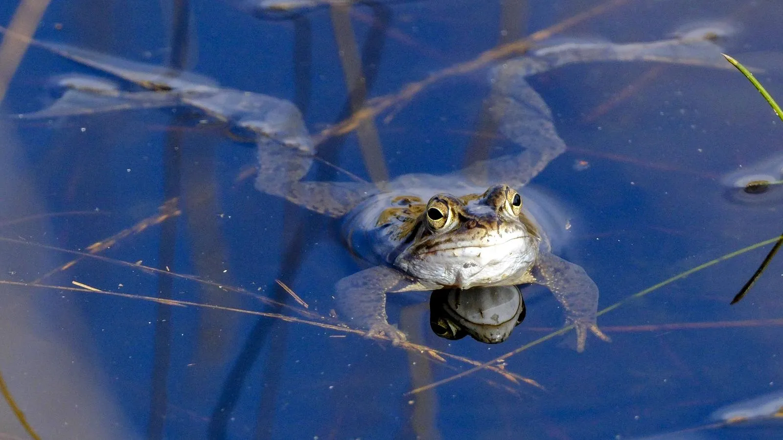 Остромордая лягушка — в числе прочих они тоже водятся в Подмосковье. IMAGO