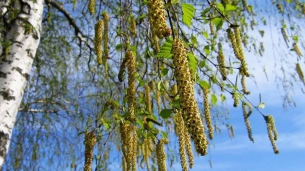 Фото: Волоколамское ИА