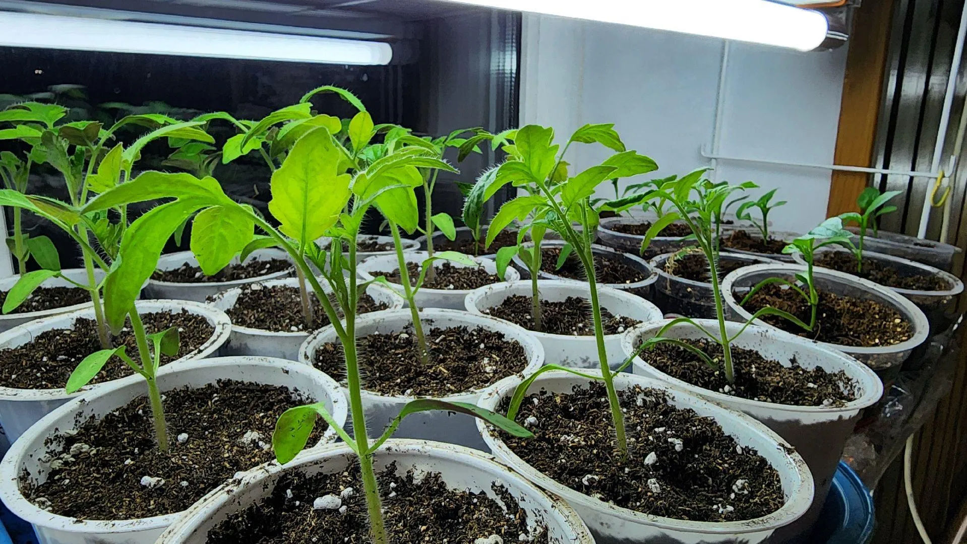 МедиаБанк Подмосковья/Ксения Пашуто