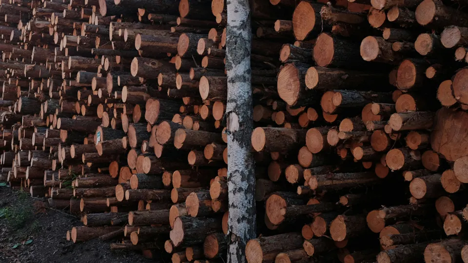 Фото: unsplash.com