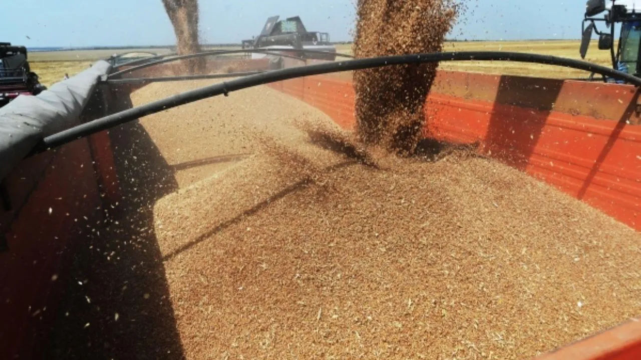 Индия рассматривает вопрос закупки пшеницы в России