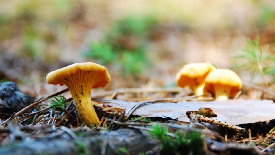 Фото: pxhere.com