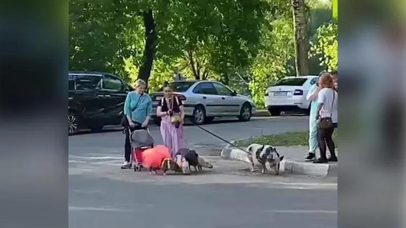 Хозяйка минипигов из Балашихи жалеет о том, что ее питомец снимался в одном фильме с Зеленским 