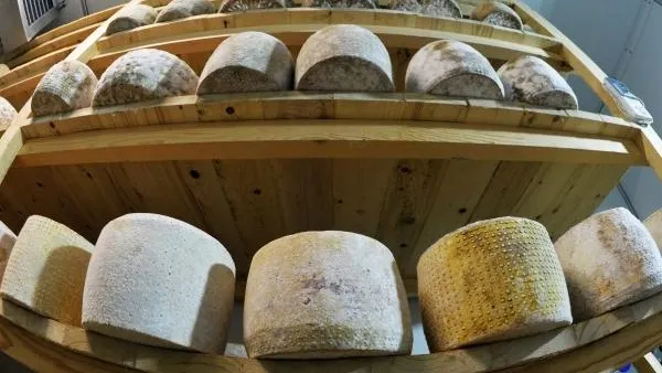 Россельхознадзор изъял «санкционную» молочную продукцию в Подмосковье
