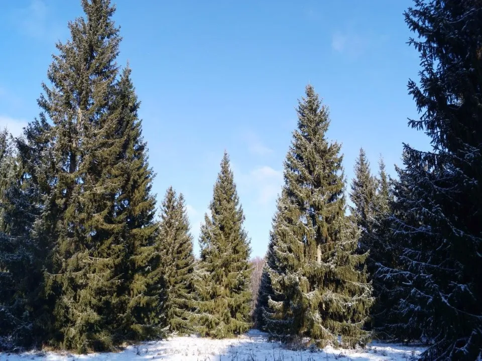 Фото: Комитет лесного хозяйства МО