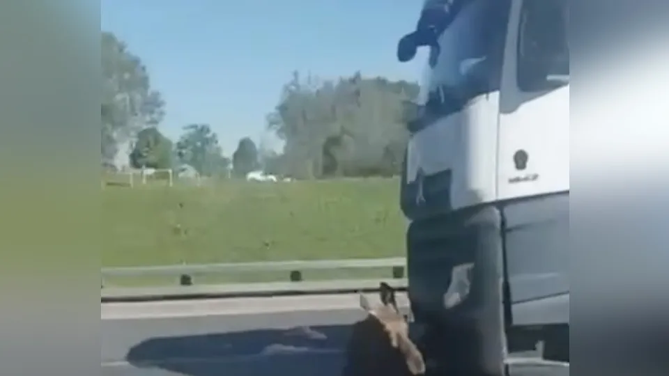 Фото: t.me/ru_balashiha