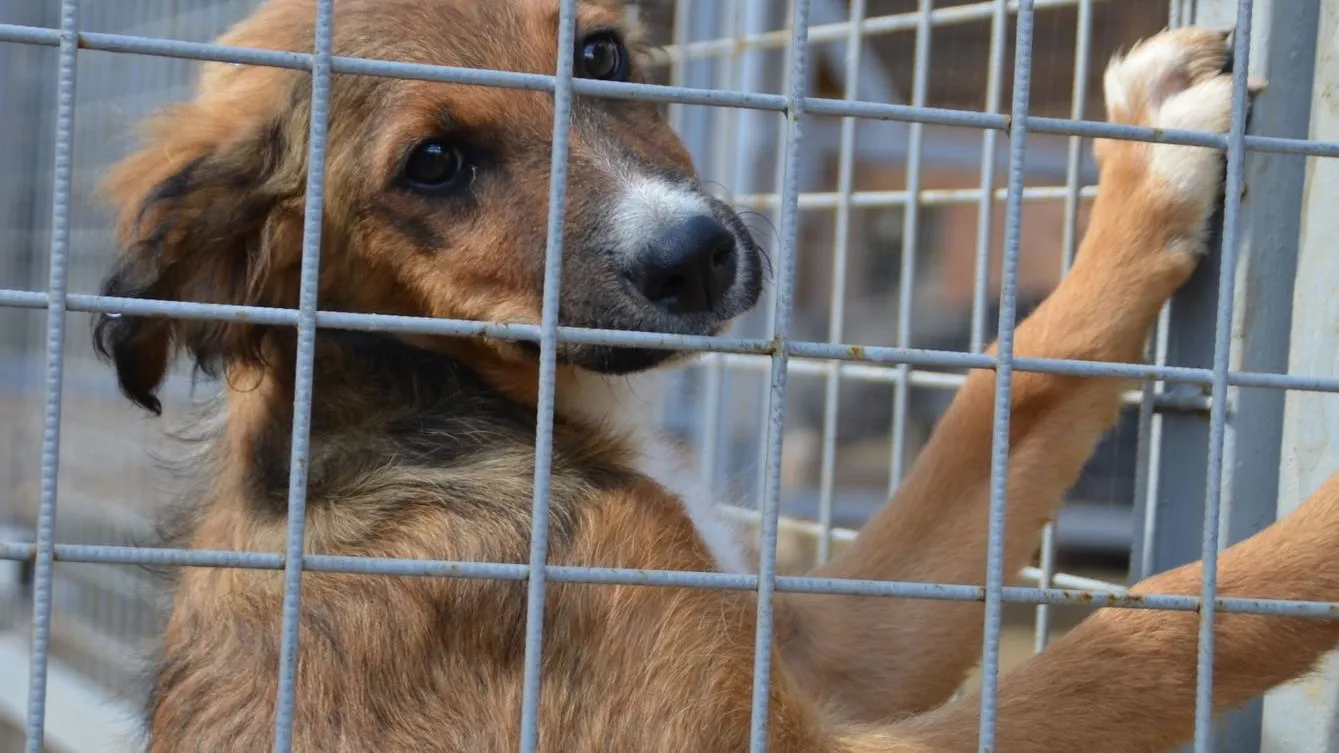 Фото: медиасток.рф