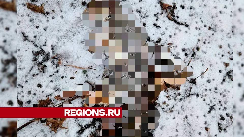 Фото: REGIONS/Василий Тремасов