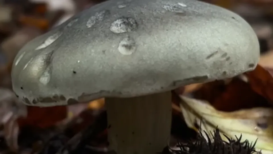 Фото: youtube.com/Ultimate Mushroom