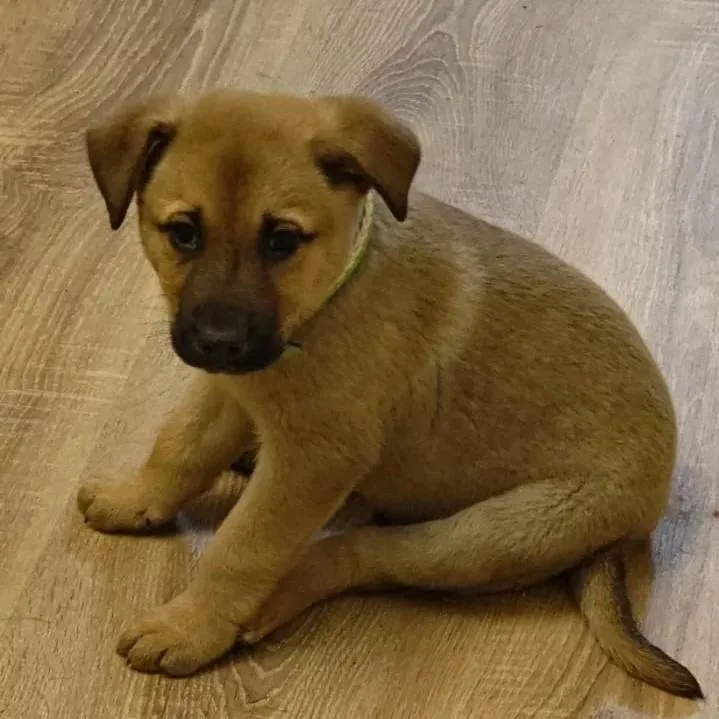 Фото: Подслушано Истра (новая) / ВКонтакте